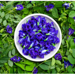 Organic Butterfly Pea Flowers